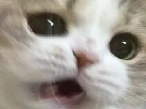 млекопитающее животное кошка