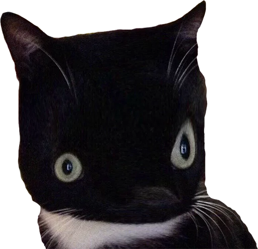 млекопитающее животное кошки малого и среднего размера