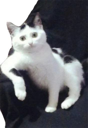 животное кошка млекопитающее