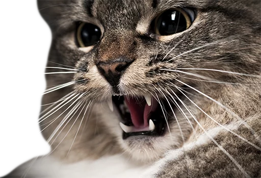 млекопитающее животное кошка