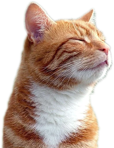 животное млекопитающее кошка