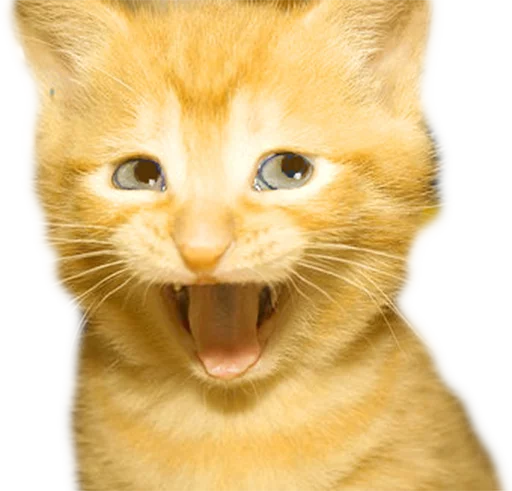 млекопитающее животное кошки малого и среднего размера