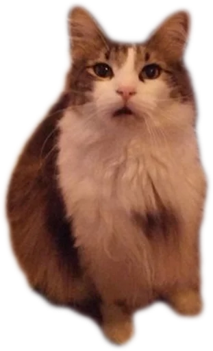 животное млекопитающее кошка