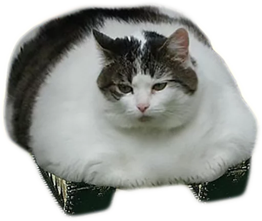 кошки малого и среднего размера кошачьи усы