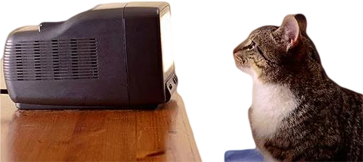 животное кошка комнатный