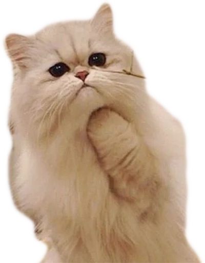 млекопитающее животное кошка