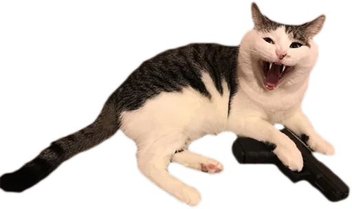 животное млекопитающее домашняя кошка