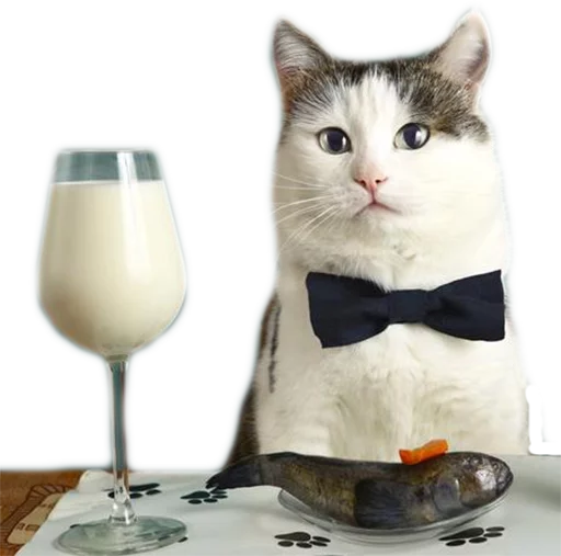 кошка посуда кошки малого и среднего размера