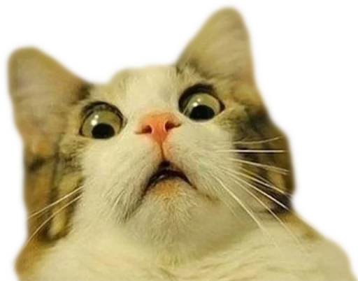 Эти ебучие коты (часть 3) - животное