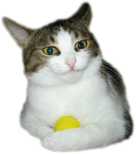 small to medium-sized cats felidae animal