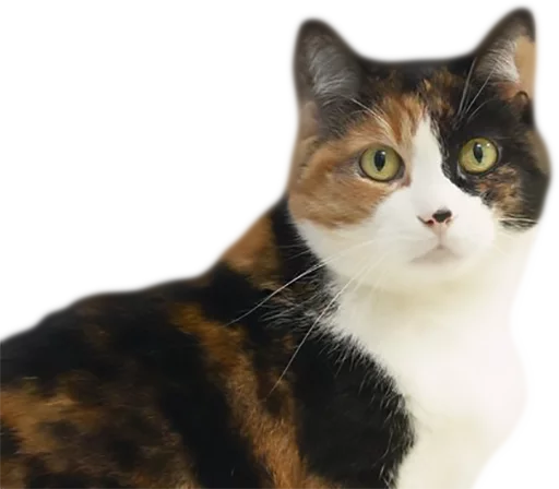 domestic cat animal cat