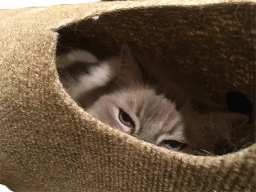 animal small to medium-sized cats felidae