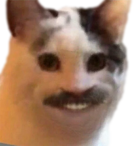 animal mammal person