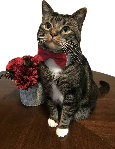 cat small to medium-sized cats felidae