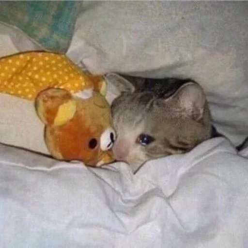 комнатный домашнее животное кровать