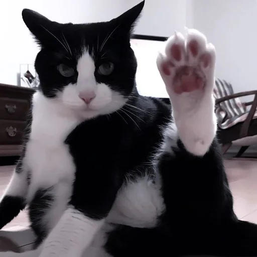 млекопитающее животное домашняя кошка