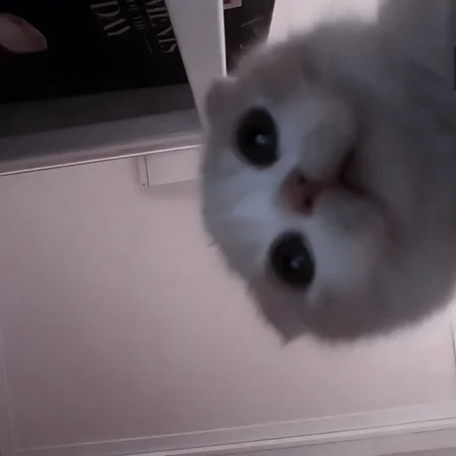 комнатный кошка животное