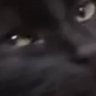 Стикер 1000 и 1 це кiт - 1