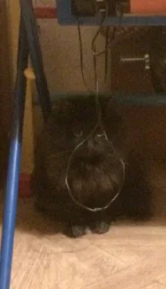 Стикер 1000 и 1 це кiт - 2