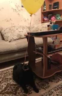 Стикер 1000 и 1 це кiт - 11