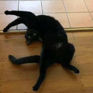 Стикер 1000 и 1 це кiт - 4