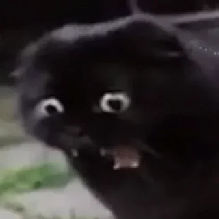 Стикер 1000 и 1 це кiт - 5