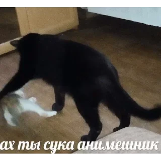 Стикер 1000 и 1 це кiт - 10