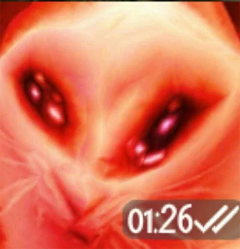 The crying cat - animal