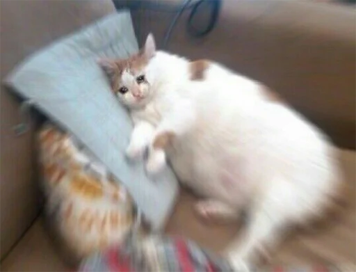 cat small to medium-sized cats domestic cat