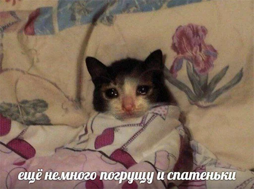 indoor kitten mammal