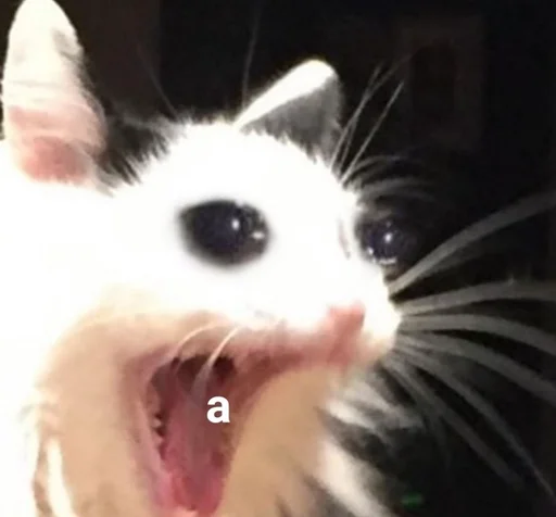 animal mammal whiskers