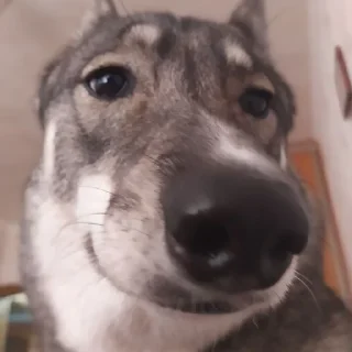 Sticker Лучший стикер пак на все времена - 3