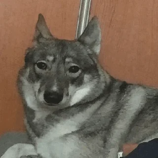 Sticker Лучший стикер пак на все времена - 6