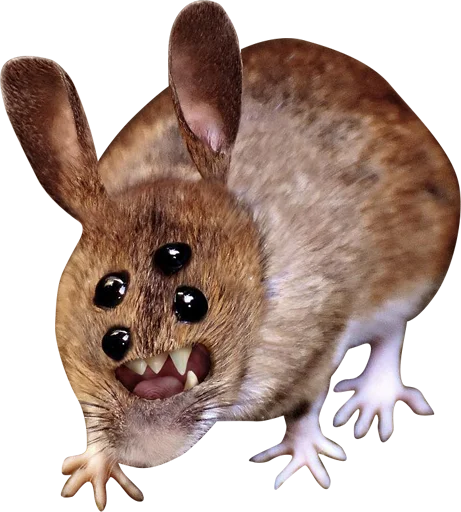 rodent mammal rat