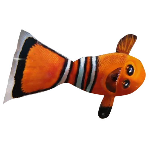 fish aquarium animal