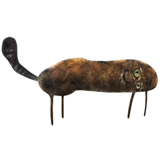 animal invertebrate fish