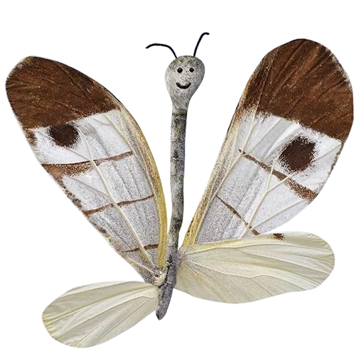 animal butterfly moths and butterflies