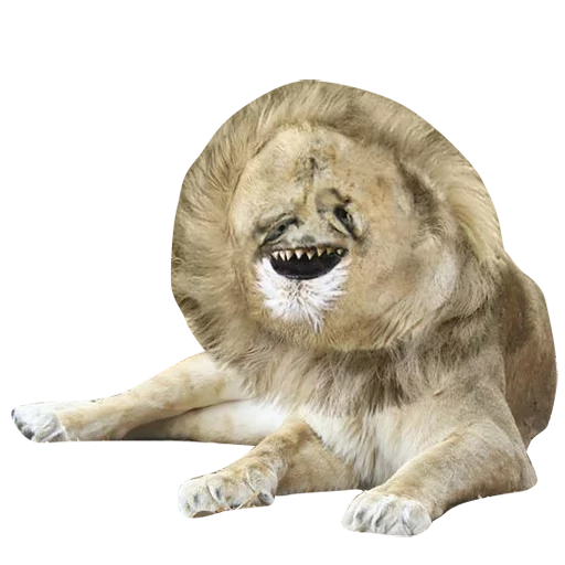 animal mammal big cat