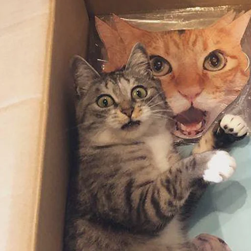 кошки малого и среднего размера кошачьи животное