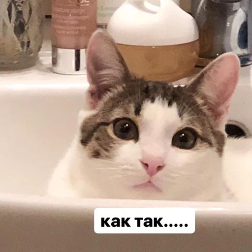 кошки малого и среднего размера комнатный кошачьи