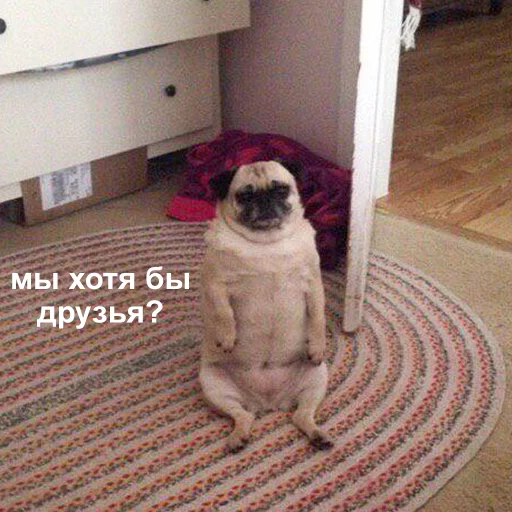 домашнее животное комнатный этаж