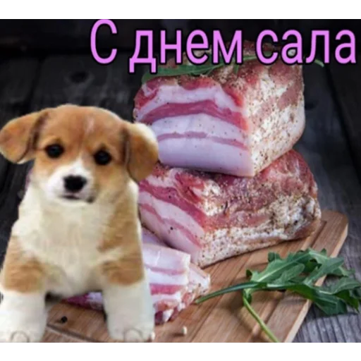 animal dog dog breed