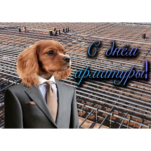 animal suit dog breed