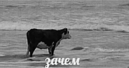 outdoor mammal animal