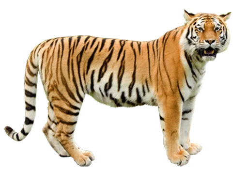 Sticker tigerness - 1
