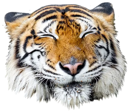Sticker tigerness - 1