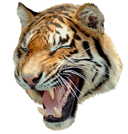 Sticker tigerness - 1