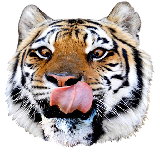 Sticker tigerness - 1