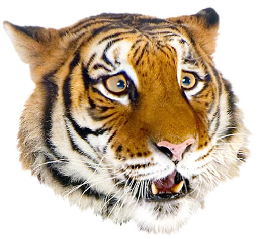 Sticker tigerness - 1