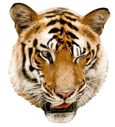 Sticker tigerness - 1